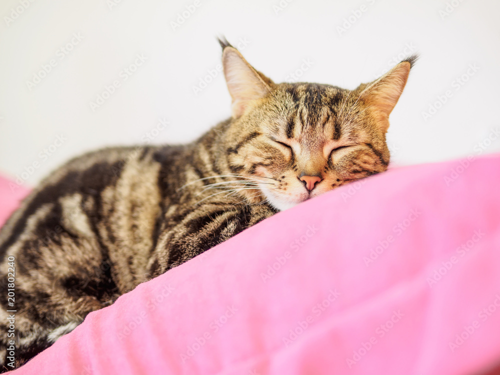 Cute bengal cat lying on cushion with comfortable style, sleepy cat.