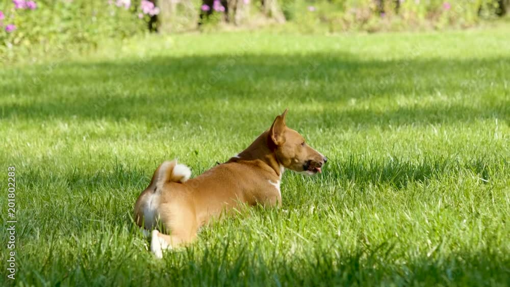 Close-up of basenji dog is chewing stick lying on grass in lawn in the summer park. 4K Close-up of basenji dog is chewing stick lying on grass in lawn in the summer park. 4K