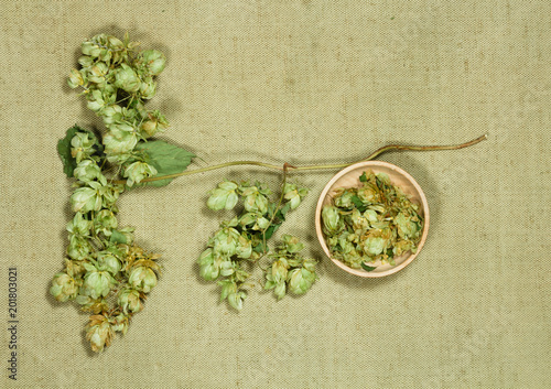 Wild hop. Dry herbs. Herbal medicine, phytotherapy medicinal herbs.