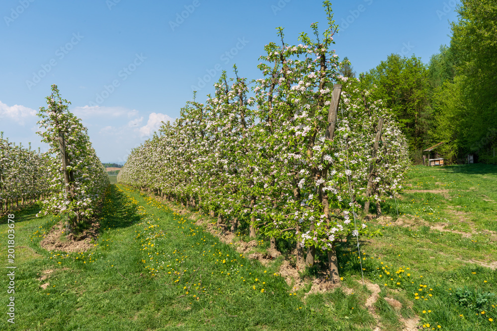 Kirschenplantage mit Kirschblüten