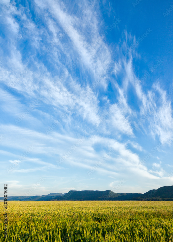 Obraz premium Wheat fields in summer northern Bohemia near Broumov, Czech Republic