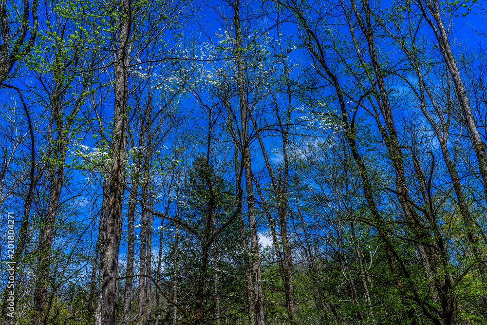 Fototapeta premium Potter's Creek Trail