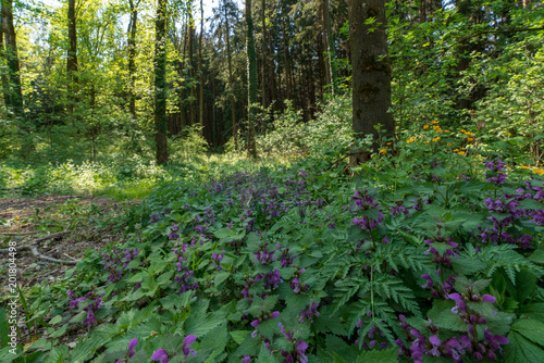 Taubnessel im Wald