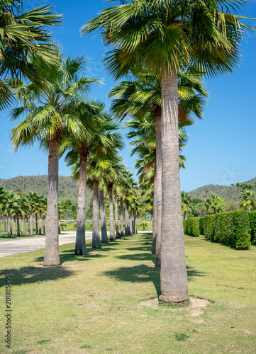 Row of palm trees along the road