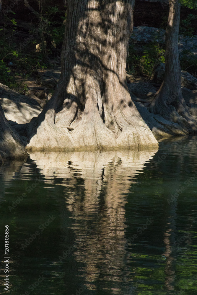 a large cyprus tree trunk reflected a large cyprus tree trunk reflected