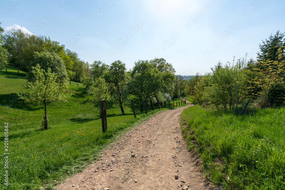 Pferdekoppel in Hügellandschaft mit Bäumen und Schotterweg