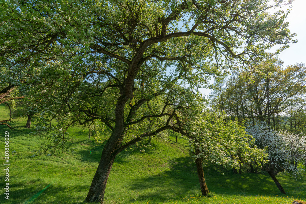 Baum in Hügellandschaft