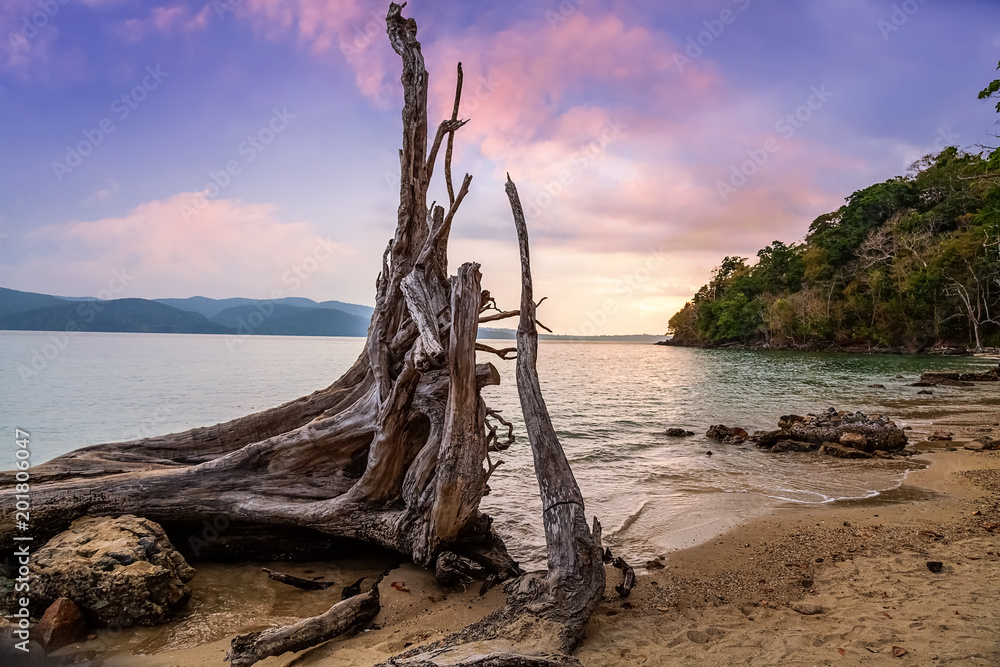 Beach sunset with view of a fallen tree trunk at Chidiya Tapu beach Port Blair, Andaman India.
