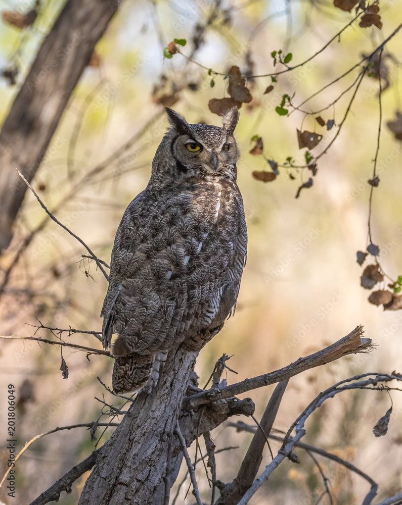 great horned owl on perch in cottonwood forest in central new mexico great horned owl on perch in cottonwood forest in central new mexico