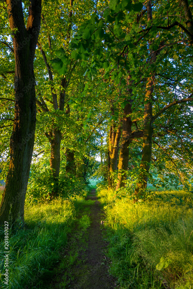 A trail through the the wood in late afternoon in the Czech Republic, Europe A trail through the the wood in late afternoon in the Czech Republic, Europe
