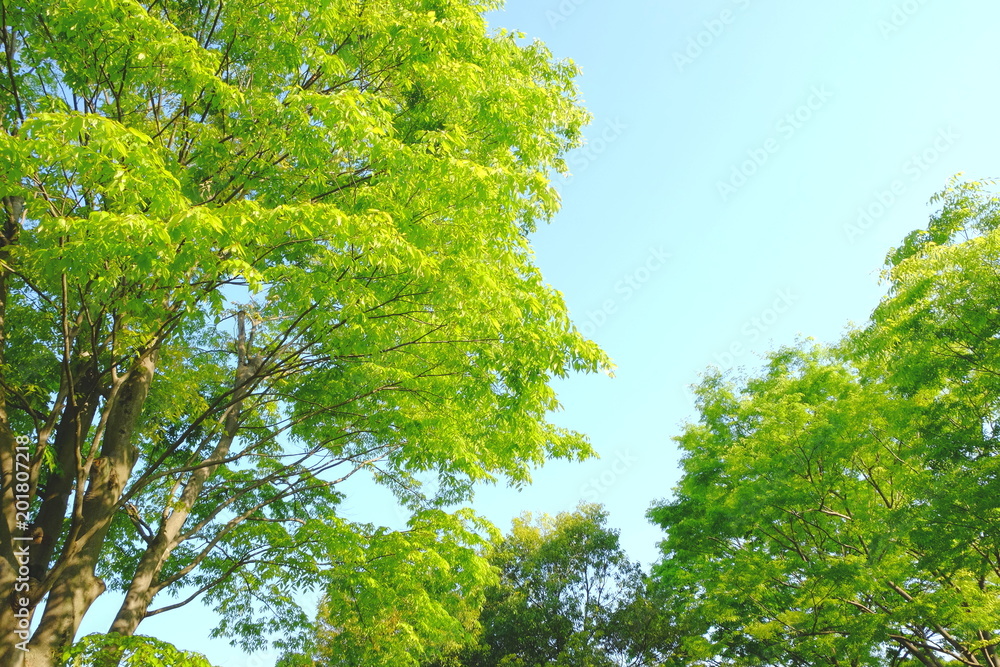 新緑と青空