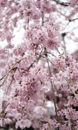 Wallpaper Mural  Amazing beautiful sakura flowers background Torontodigital.ca