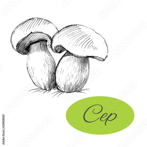 Cep Hand Drawn