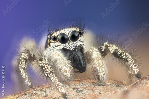 Jumping spider macro © stockfotocz