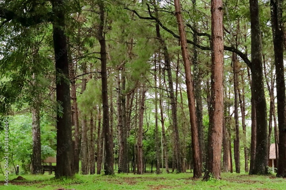 Fototapeta premium Tropical green forest landscape