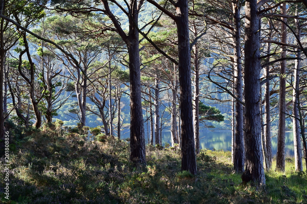 Forest on shore of Muckross Lake in bright morning light on sunny day. Forest on shore of Muckross Lake in bright morning light on sunny day.