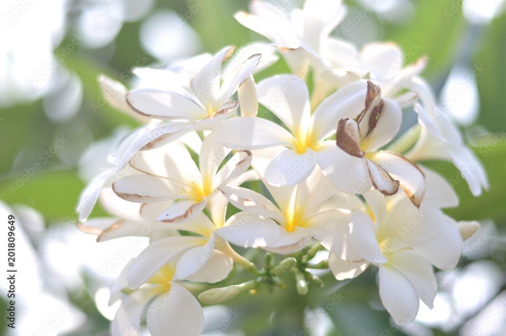 Closeup white flower with blurred nature background
