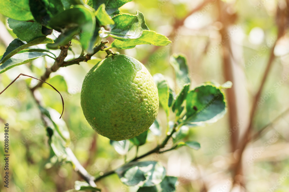 Lemon on tree. Lemon on tree.