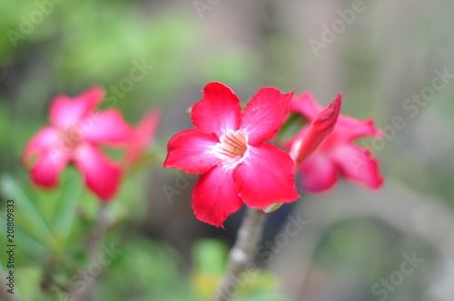 Closeup pink flower with blurred nature background