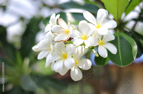 Closeup white flower with blurred nature background