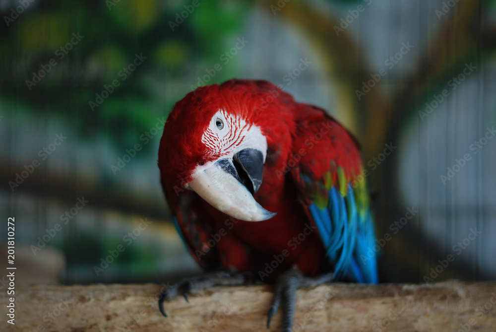 Colorful Parrot - Red Blue Orange Macaw at the Zoo over Bars