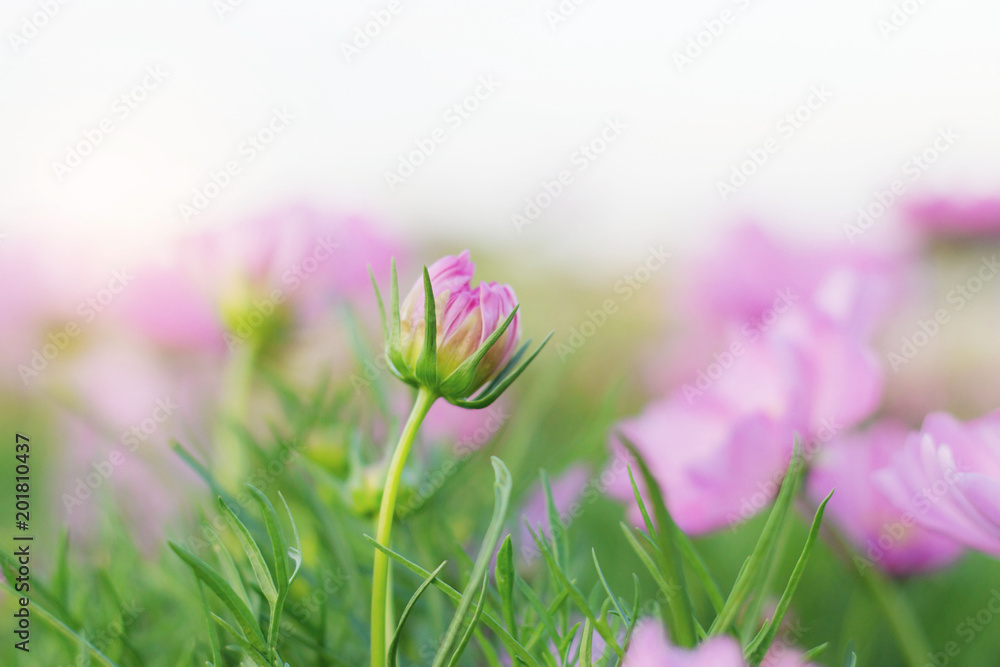 Fototapeta premium Pink cosmos with beauty.