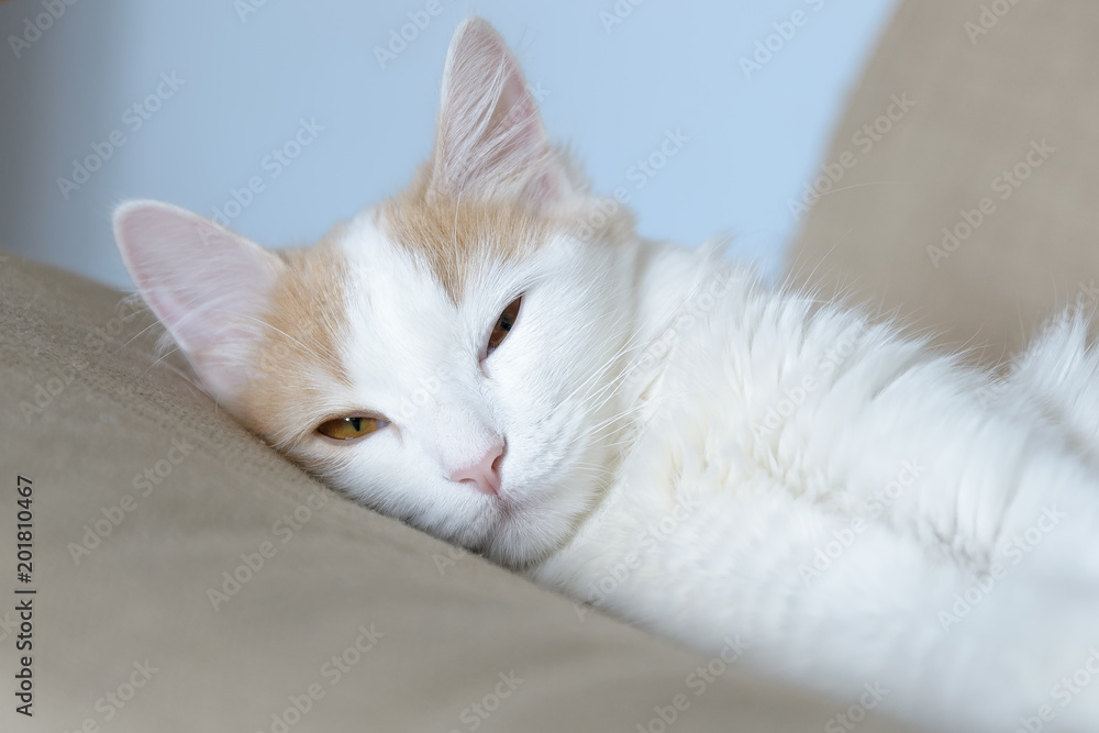 Obraz premium Beige white cat lies in the armchair