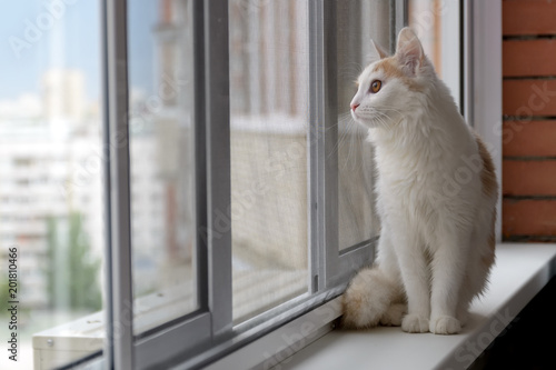 Beige white cat looking out the window.