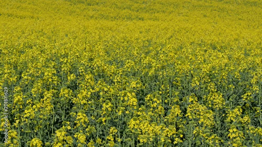 Oil rape, blossoming canola plants in field, early spring Oil rape, blossoming canola plants in field, early spring
