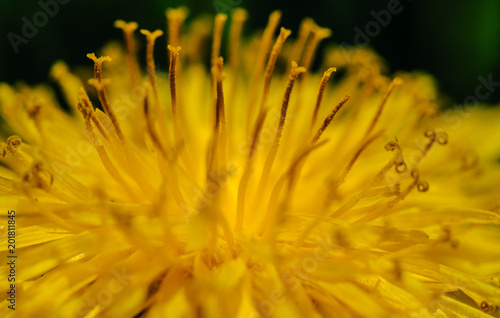 Fototapeta Naklejka Na Ścianę i Meble -  Closeup of bright yellow blossoming dandelions