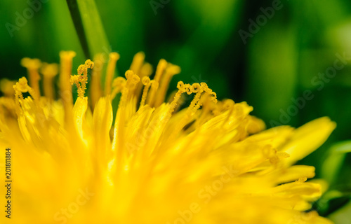 Fototapeta Naklejka Na Ścianę i Meble -  Closeup of bright yellow blossoming dandelions on a spring meadow