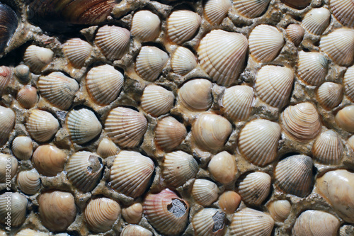 Abstract sea floor background. Sea shells background.