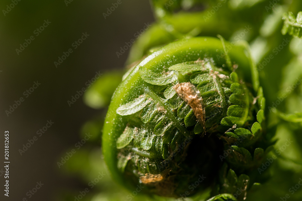 Closeup of spring fern buds in the forest Closeup of spring fern buds in the forest