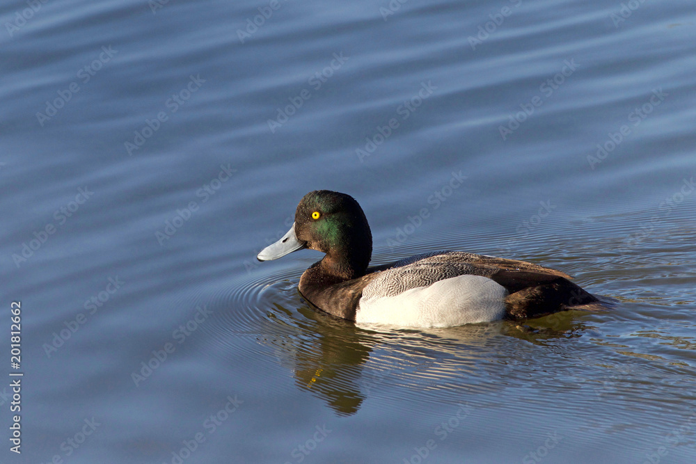 a male Greater Scaup in breeding colors swimming in a lake. A mid-sized diving duck, Greater scaup nest near water, typically on islands in northern lakes or on floating mats of vegetation. a male Greater Scaup in breeding colors swimming in a lake. A mid-sized diving duck, Greater scaup nest near water, typically on islands in northern lakes or on floating mats of vegetation.