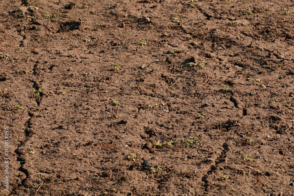 Texture of the dry ground. Texture of the dry ground.