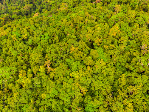 Beautiful aerial view of trees in the forest