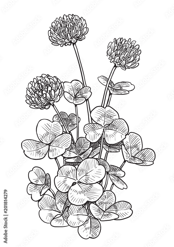 Clover flower illustration, drawing, engraving, ink, line art, vector