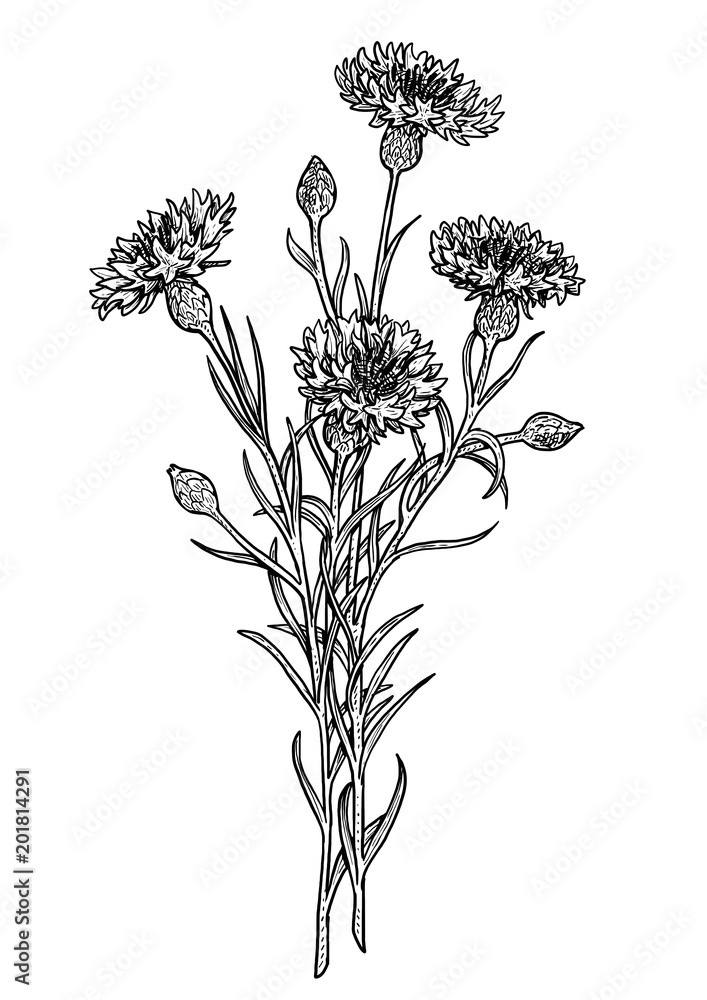 Blue cornflower, cyani illustration, drawing, engraving, ink, line art, vector เวกเตอร์สต็อก