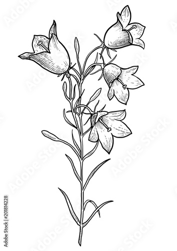 Bellflower illustration, drawing, engraving, ink, line art, vector