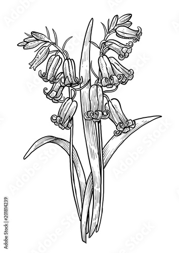 Bluebell, hyacinth flower illustration, drawing, engraving, ink, line art, vector