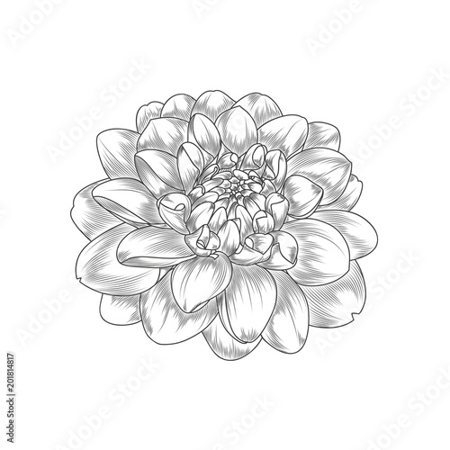 Fototapeta Naklejka Na Ścianę i Meble -  Abstract hand-drawn monochrome flower dahlia. Element for design.