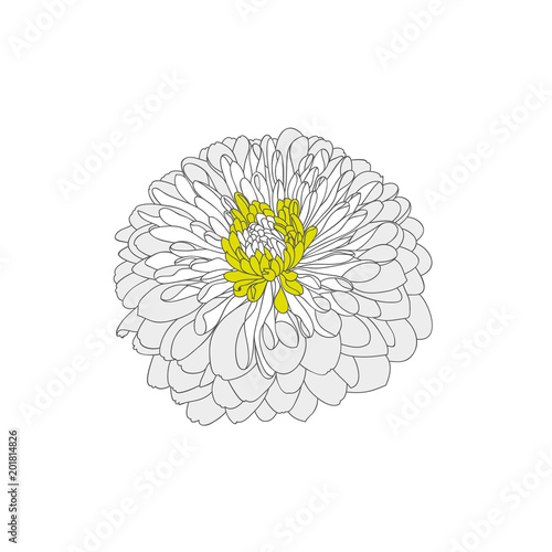 Fototapeta Naklejka Na Ścianę i Meble -  Beautiful isolated hand-drawn flower of chrysanthemum. Element for design.