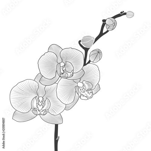 Beautiful monochrome isolated branch of an orchid. Element for creativity and design.