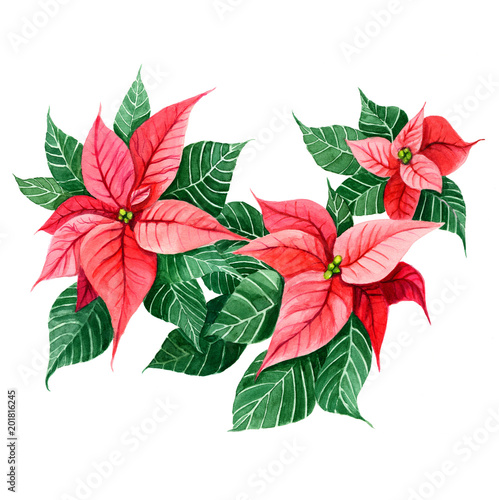 Poinsettia Christmas and New Year leaves decoration. Celebration design element. Hand painted watercolour in bright vivid red and green colours. Winter blossom plant.