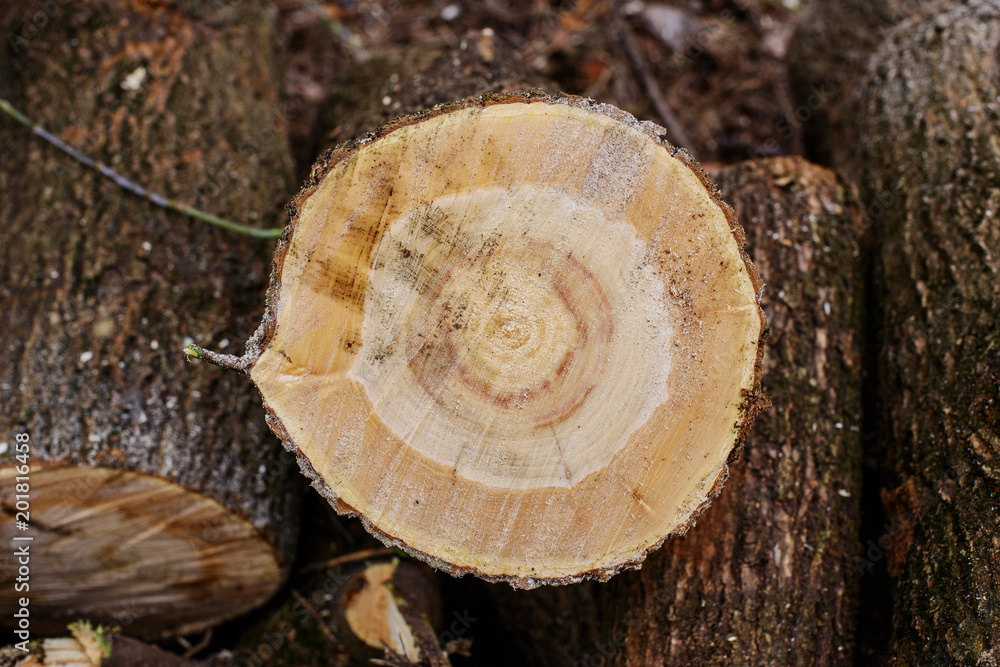 cut wood logs cut wood logs