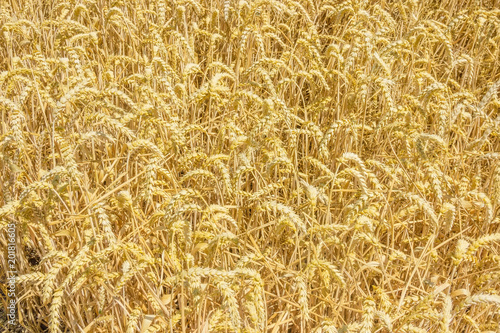 Background of the ripe wheat on field
