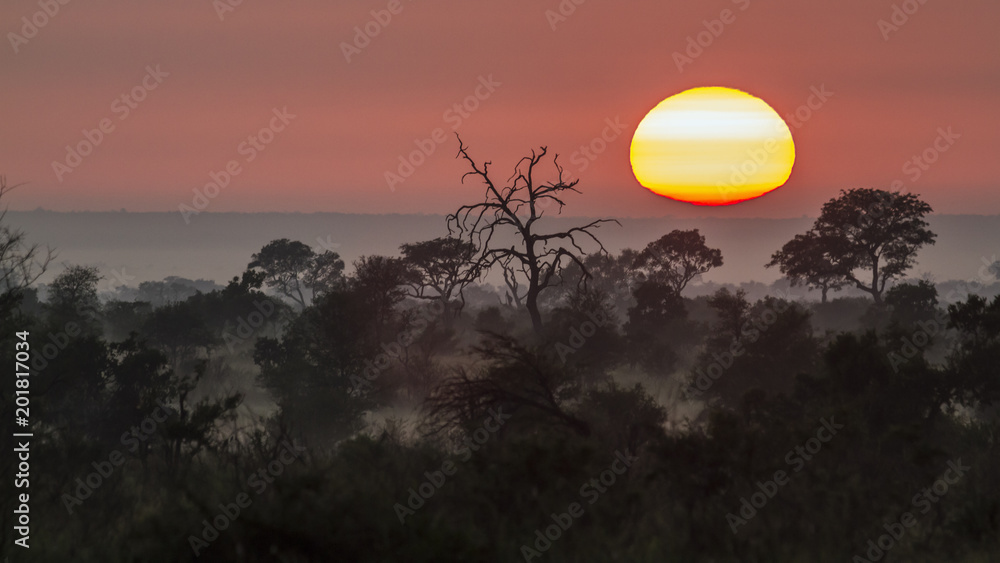 Obraz premium Sunrise in mysty savannah landascape in Kruger National park, South Africa5