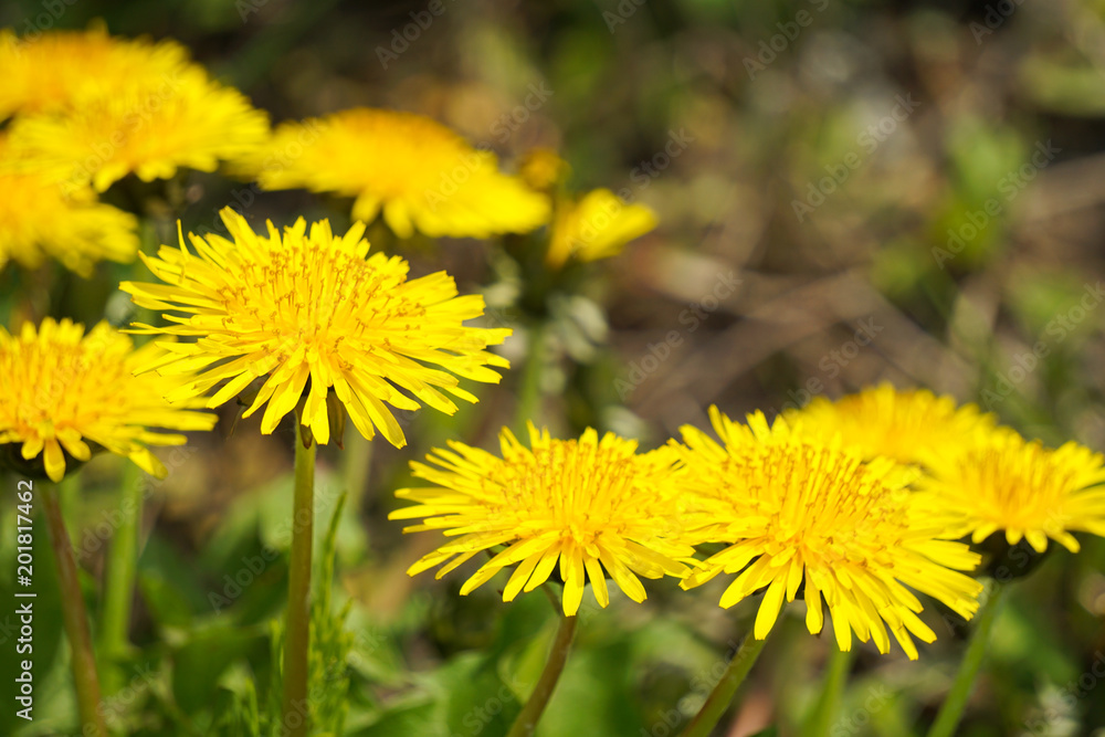 Dandelion. たんぽぽ Dandelion. たんぽぽ