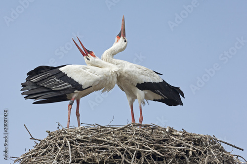 coppia di cicogne sul nido photo