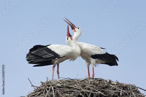coppia di cicogne sul nido
